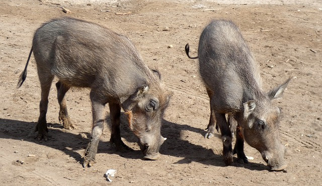 Brněnská zoologická chce dopřát luxus africkým prasatům