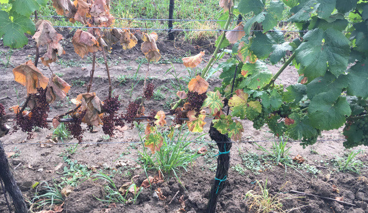 Choroba kmene vinné révy. Zdroj: MENDELU