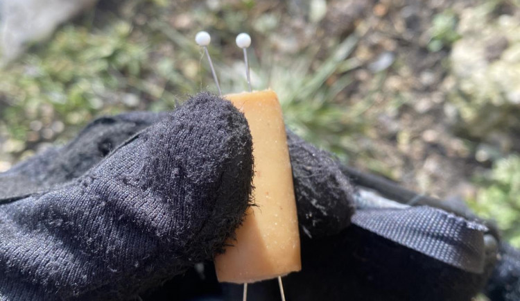 Návnady se špendlíky někdo pohazuje po Liberci. Policie varuje pejskaře