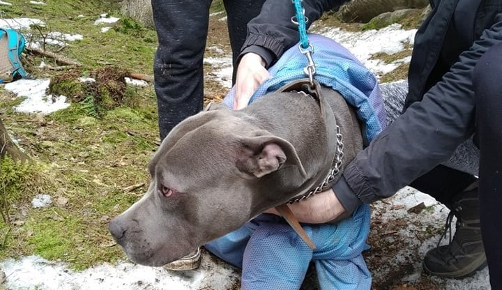 V průrvě skal uvízl pes. Ven mu pomohli až hasiči
