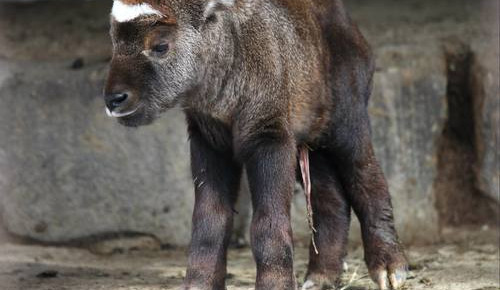 Brněnská ZOO vítá nová mláďata takinů i hlodavce z Minnesoty, do Polska poslala dvojici lvů