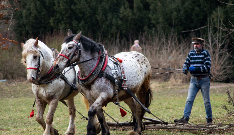 Jasánek a Nanuk šlechtí Lužánecký park