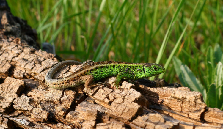 Na ještěrky v době páření mají chuť klíšťata, zjistili vědci