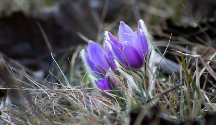 Rozkvetlé koniklece lákají denně stovky lidí, pohlídají je dobrovolníci