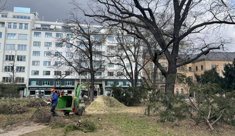 Na Moravském náměstí začalo kácení