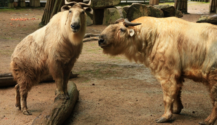 Dva samci takinů vycestovali z liberecké zoo až do Indonésie