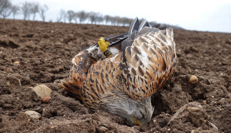 Zaťaté pařáty znamenají podle odborníků otravu prudkým jedem