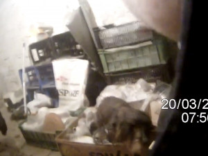 Desetiletý jezevčík utekl za kočkou, ze sklepa ho strážníci lákali na šunku