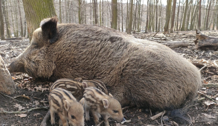 164736744_4424701497545140_1029875759343360247_o