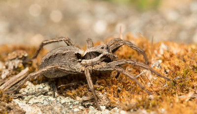 Řízené vypalování trávy a porostů má pozitivní vliv na pavouky