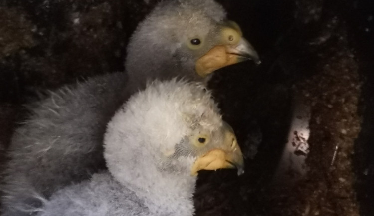 V brněnské zoo se vyklubala první mláďata ohroženého papouška