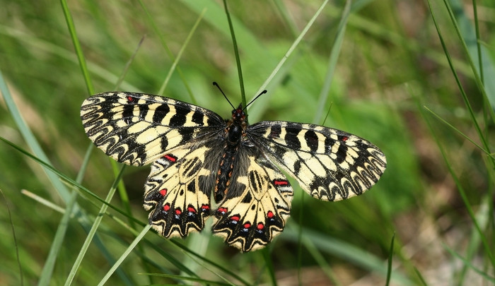 Motýli vymírají kvůli autům i zemědělským jedům, zjistili brněnští vědci