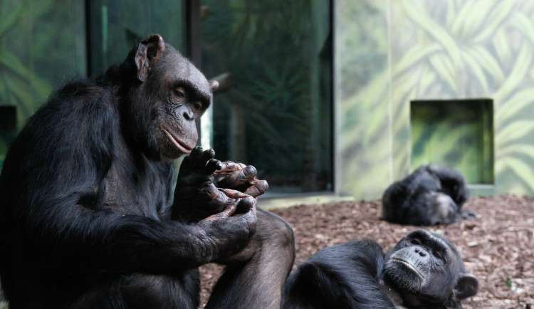 Šimpanze ze zoo a safari spojili videem, aby se nenudili