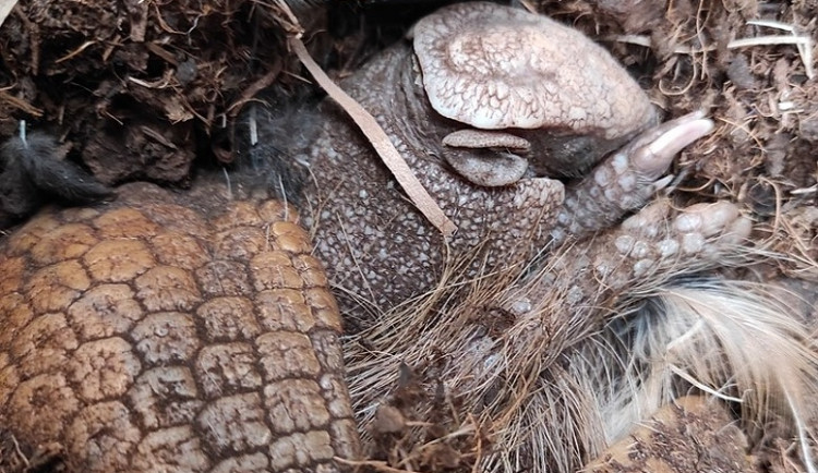 V liberecké zoo se poprvé v historii podařilo odchovat pásovce