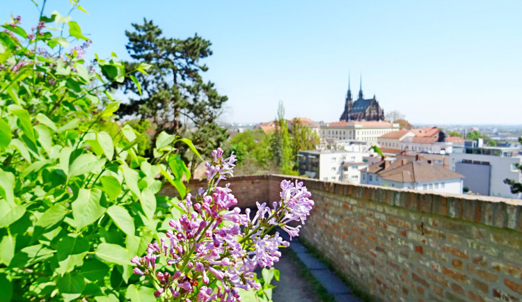 Kup suvenýr, podpoříš strom. Brno spustilo e-shop na podporu lokálních výrobců a městské zeleně