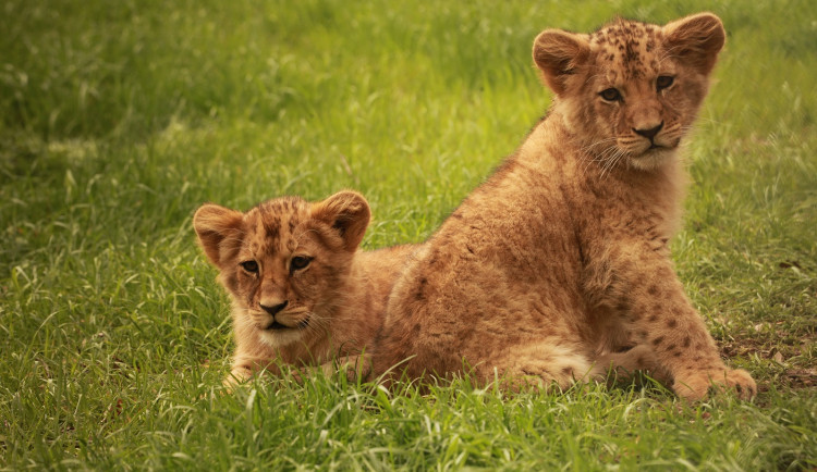 Otevřou zoologické zahrady, v Brně lákají na přírůstky