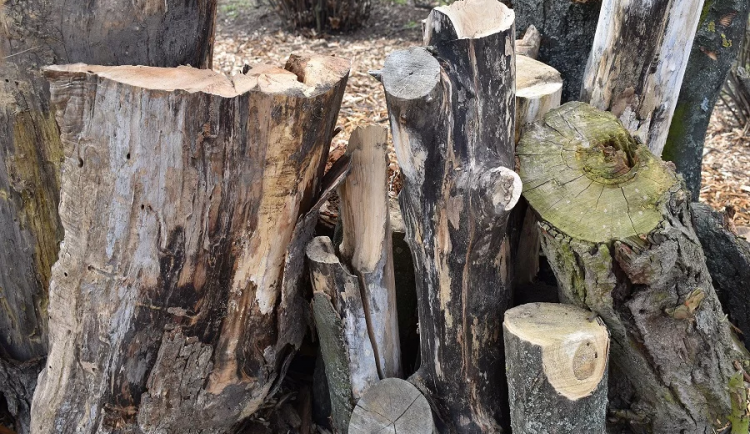 Uvnitř doupných stromů žijí různé druhy živočichů