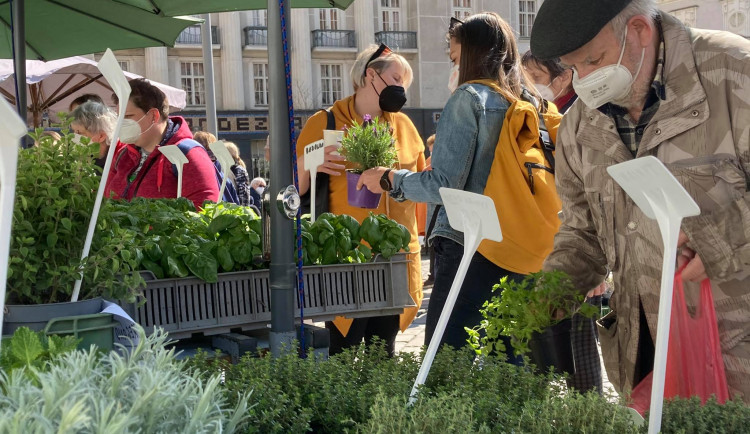 Na brněnský Zelný trh se vrátili trhovci, nabízejí bylinky nebo květiny