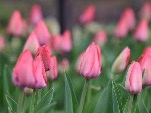 Botanická zahrada Masarykovy univerzity zahájila novou sezónu