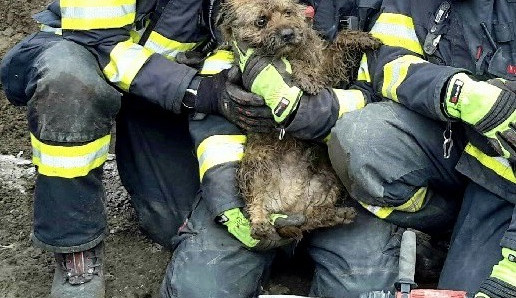 Pejsek je zpět doma u majitelů