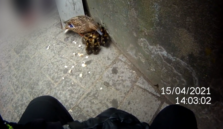 Kachna s jedenácti káčátky zabloudila do města, vysvobodili je strážníci