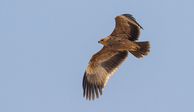 Vzácná orlice narazila do drátů vysokého napětí, starají se o ni v Rajhradě