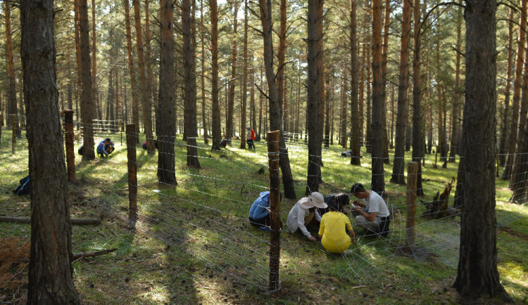 Vědci z Brna ukážou Mongolům, jak se postarat o lesy