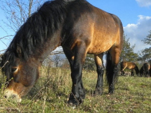 Divocí poníci v Podyjí začali spásat i Havranický les