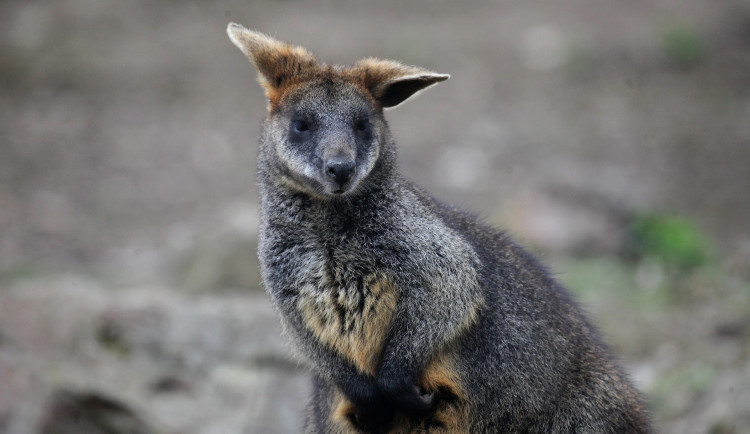 Brněnská zoo vítá klokánky, začali vylézat z vaků