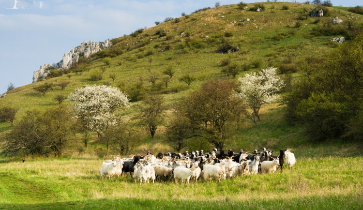 Na Stolové hoře na Pálavě se pase stádo ovcí a koz, hlídají je pastevečtí psi