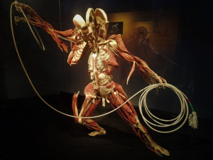 Putovní výstava Body Worlds v Brně představí anatomii lidského těla