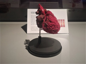 K vidění je preparát lidského srdce