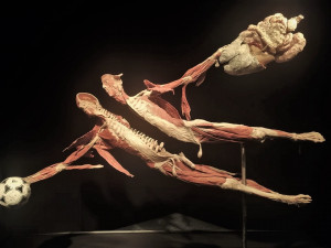 Výstavu tvoří evropské exponáty, které vykreslují lidské tělo ve všech detailech. Návštěvníci si prohlédnou svalstvo, kostru, nervovou a oběhovou soustavu a všechny orgány lidského těla.  Body Worlds také ukazuje, co v lidském těle může způsobit nezdravý