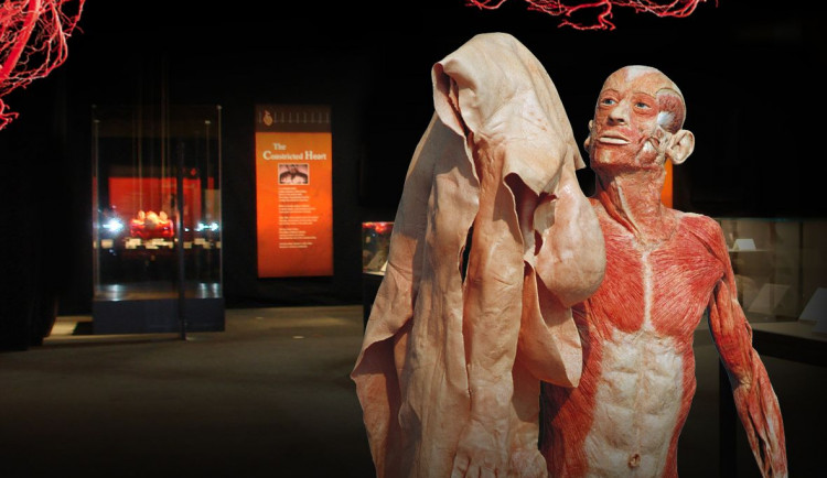 Návštěvníci uvidí lidské tělo ve všech detailech