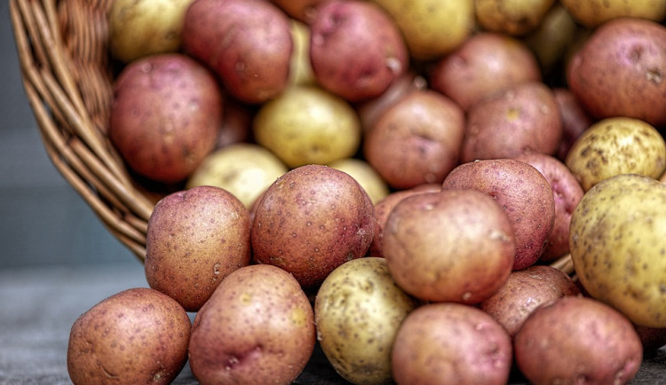 Vědci z Brna zjišťují, jak brambory zbavit plísní