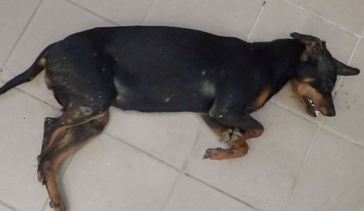 Pes nalezený na Bučovicku.