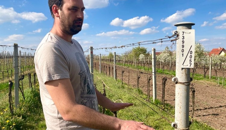 I přes mrazy se těší domácí vinaři na dobrou úrodu