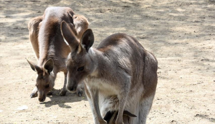 Klokani v hodonínské zoo