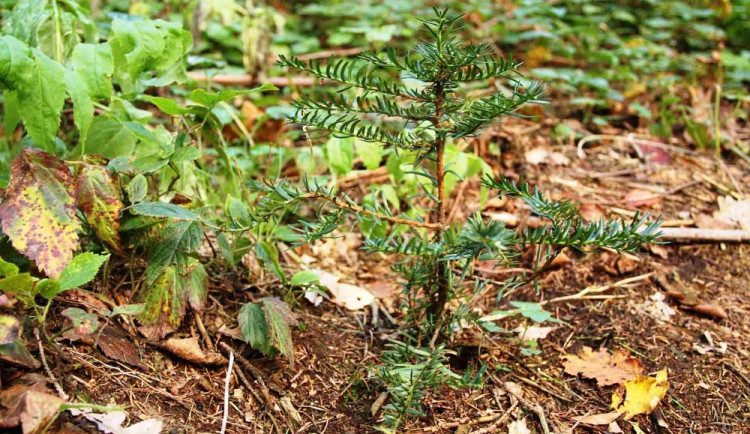 Spolek Čmelák vysadí v kraji díky dotaci tisícovku vzácných tisů