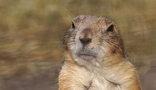 Syslům se na letišti v Hodkovicích daří. Populace se stále rozšiřuje