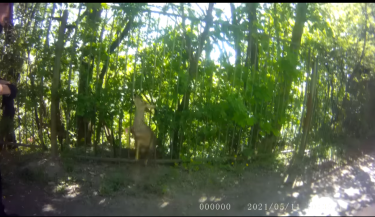 Strážníkům se podařilo vyprostit zaseklou srnku