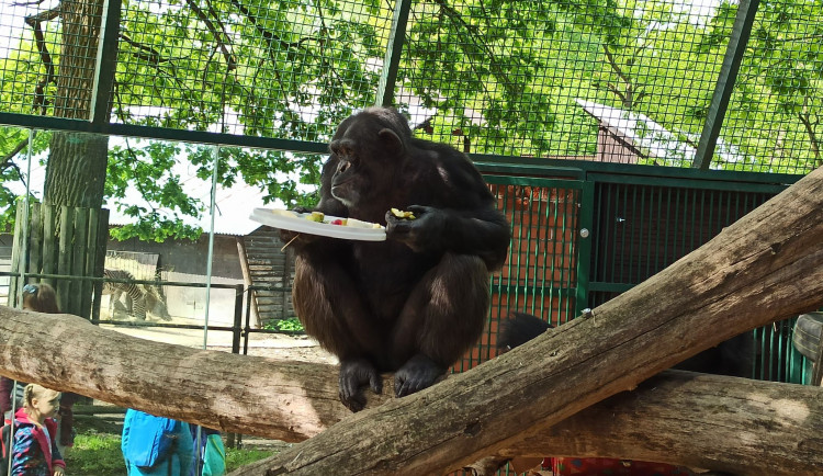 Samice šimpanze v zoo oslavila dvacet let, chovatelé tlupě přichystali oslavu