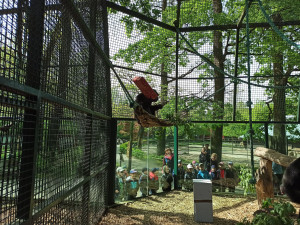 Samice šimpanze v zoo oslavila dvacet let, chovatelé tlupě přichystali oslavu