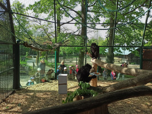 Samice šimpanze v zoo oslavila dvacet let, chovatelé tlupě přichystali oslavu