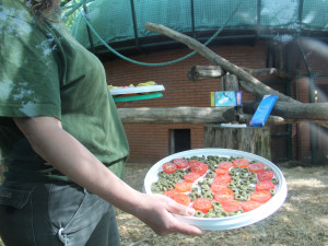 Samice šimpanze v zoo oslavila dvacet let, chovatelé tlupě přichystali oslavu
