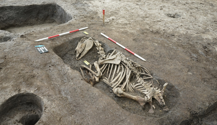 Archeology v centru Brna překvapily ostatky pohřbených koní