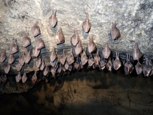 Brněnští vědci zkoumají mykobakterie, které přenášejí netopýři