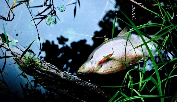 V Tampelačce plavaly mrtvé ryby. Zdroj znečištění se objasnit nepodařilo