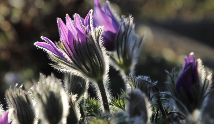 Brněnské sčítání konikleců potvrdilo světovou raritu, nikde jich tolik pohromadě neroste