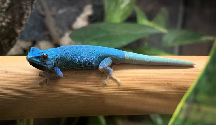 Návštěvníci zoo nově uvidí v pavilonu tropů dvojici kriticky ohrožených gekonů modrých